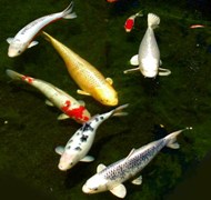 Koi Feeder